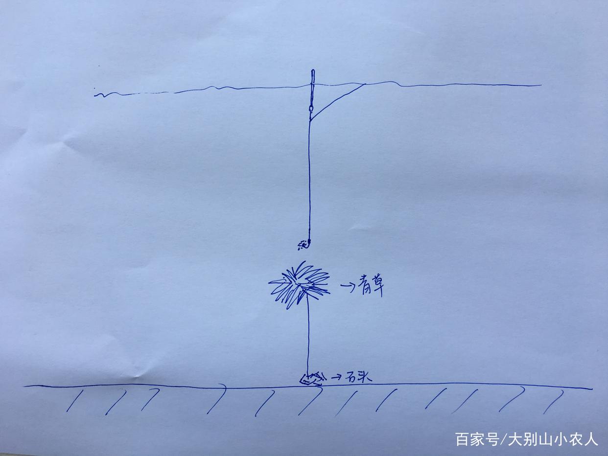 夏天来了，草鱼怎么钓？这3种方法，助你钓草鱼时露一手