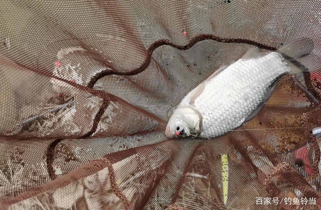 怎样冬钓鲫鱼？钓点和打窝才是关键！别学刘志强野钓渔获都不错